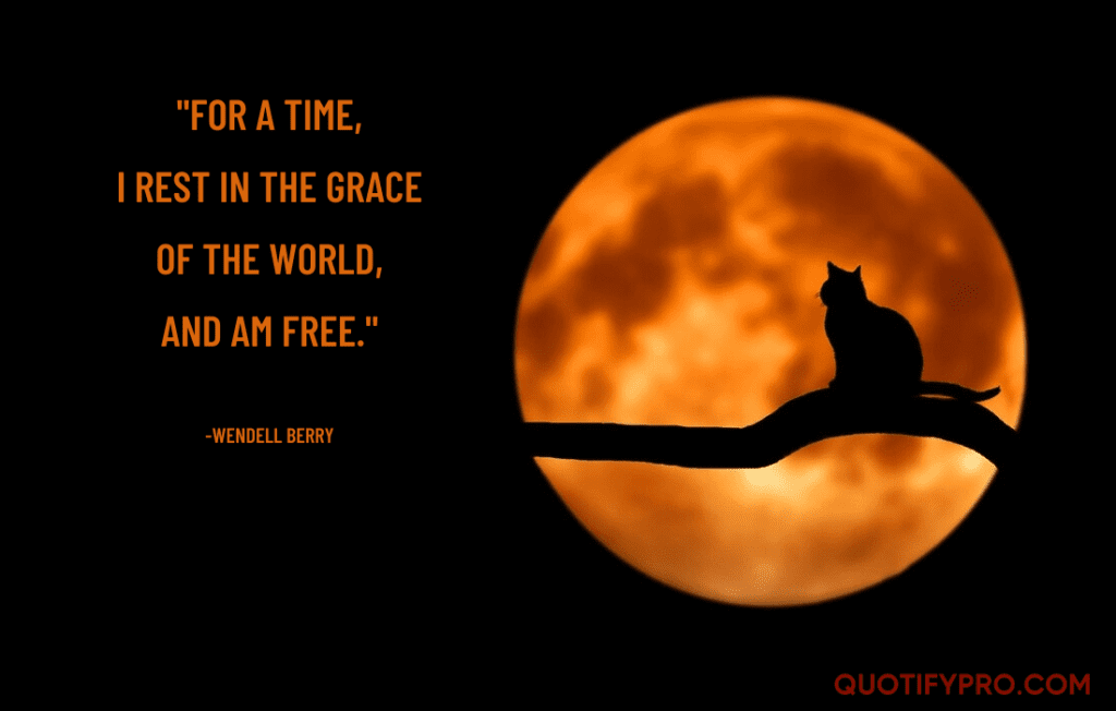 "for a time, i rest in the grace of the world, and am free. " –wendell berry